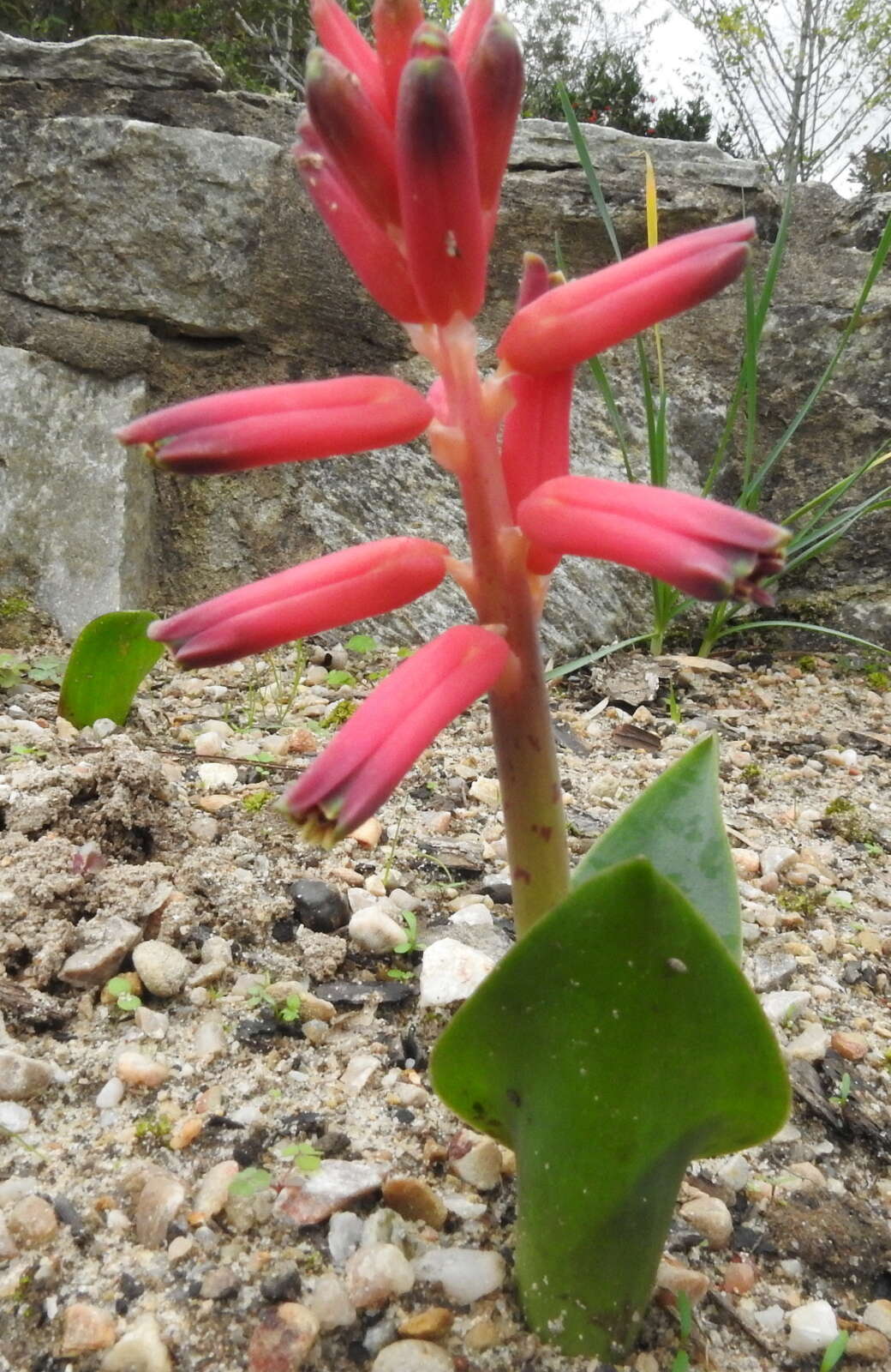 Image of Red Viooltjie