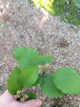 Crataegus holmesiana Ashe resmi