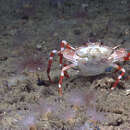 Image of Bathyal swimming crab