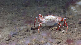 Image of Bathyal swimming crab