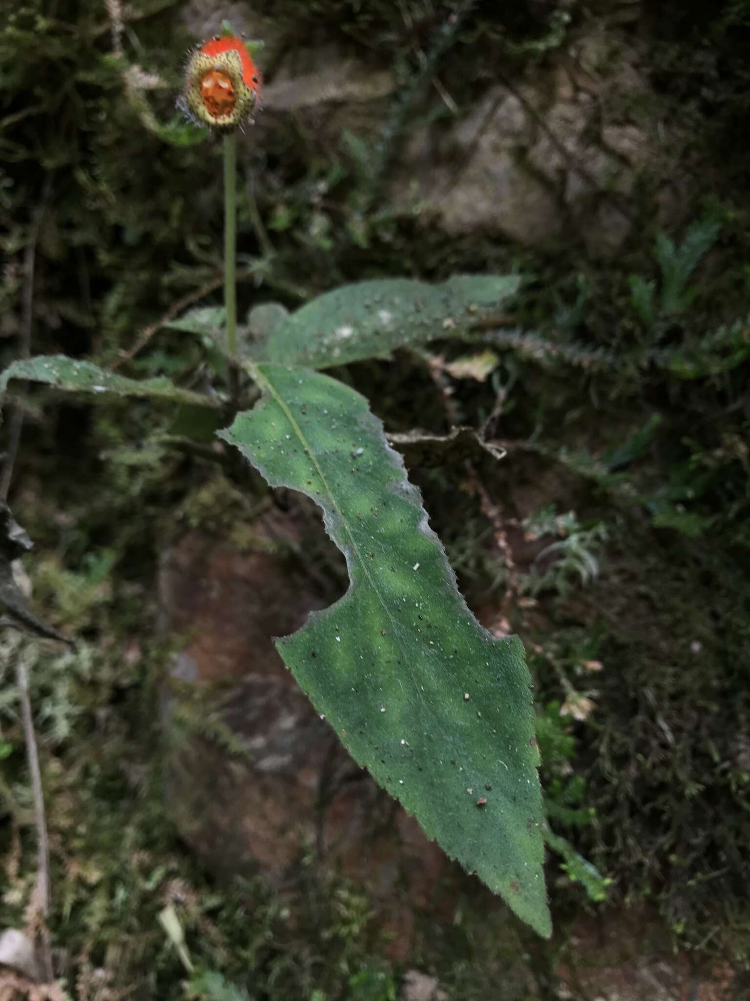 Imagem de Kohleria stuebeliana Fritsch