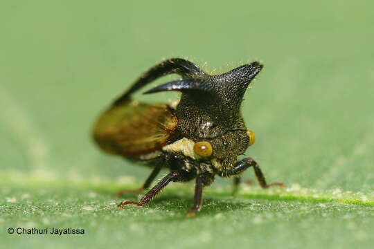 Image of Leptocentrus taurus Fabricius