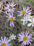 Image of <i>Erigeron <i>clokeyi</i></i> var. clokeyi