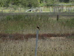 Image of Brown Songlark