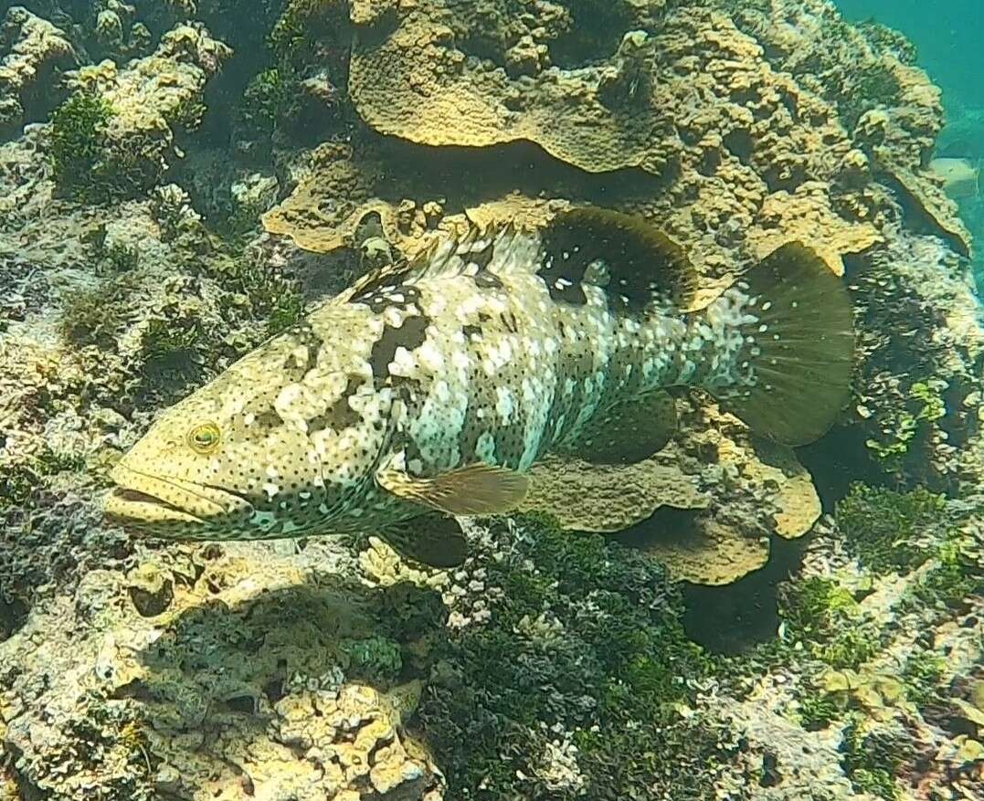 Image of Malabar Grouper