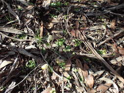 Image of Pterostylis erythroconcha M. A. Clem. & D. L. Jones