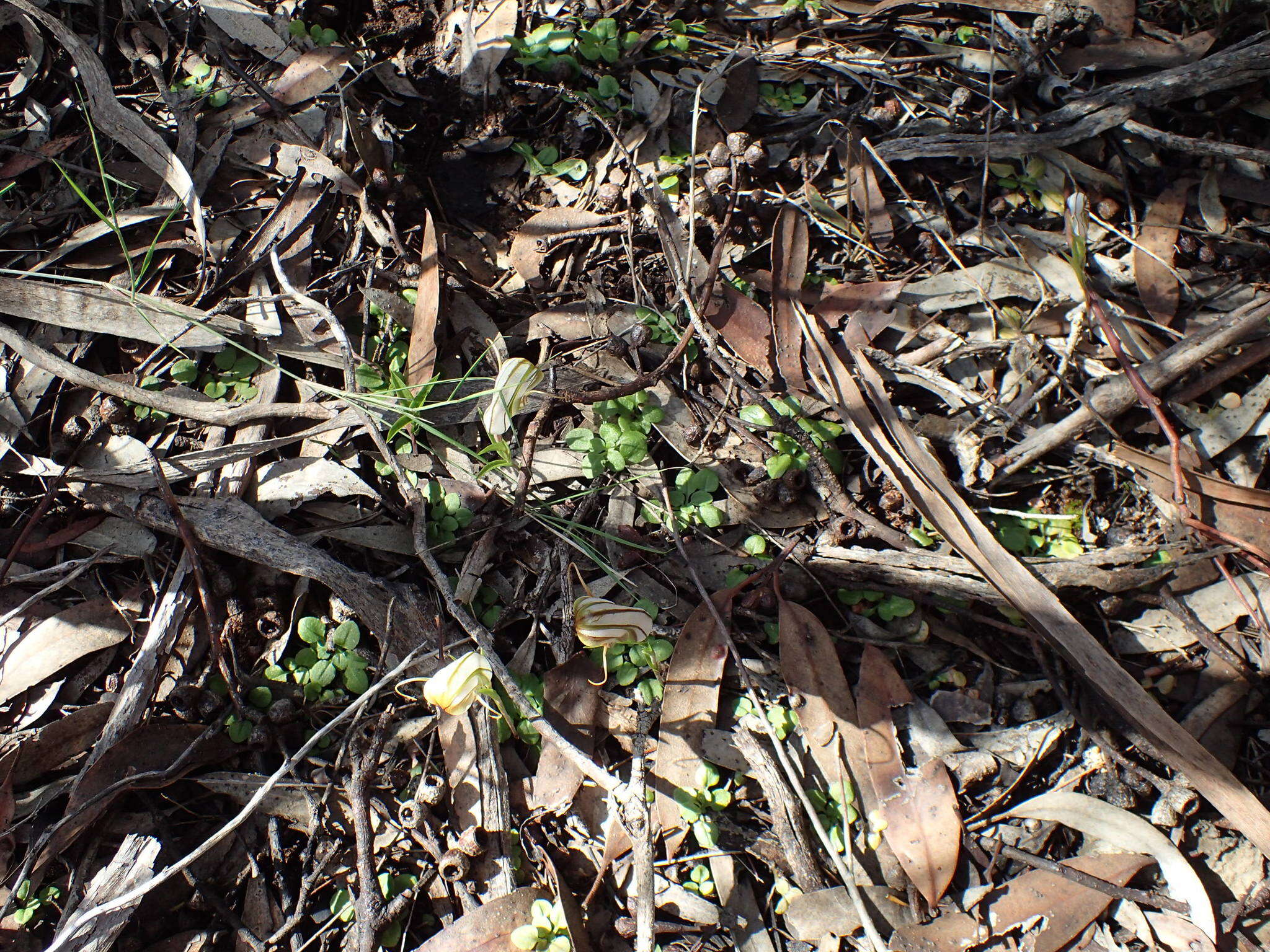 Image of Pterostylis erythroconcha M. A. Clem. & D. L. Jones