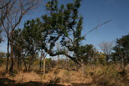 Image of Rhodesian copalwood