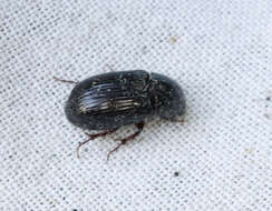 Image of Night-flying Dung Beetle