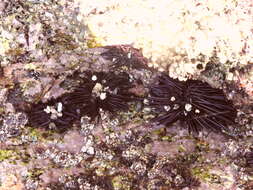 Image of Echinometra vanbrunti A. Agassiz 1863