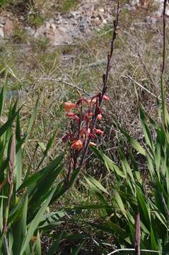 صورة Watsonia pillansii L. Bolus