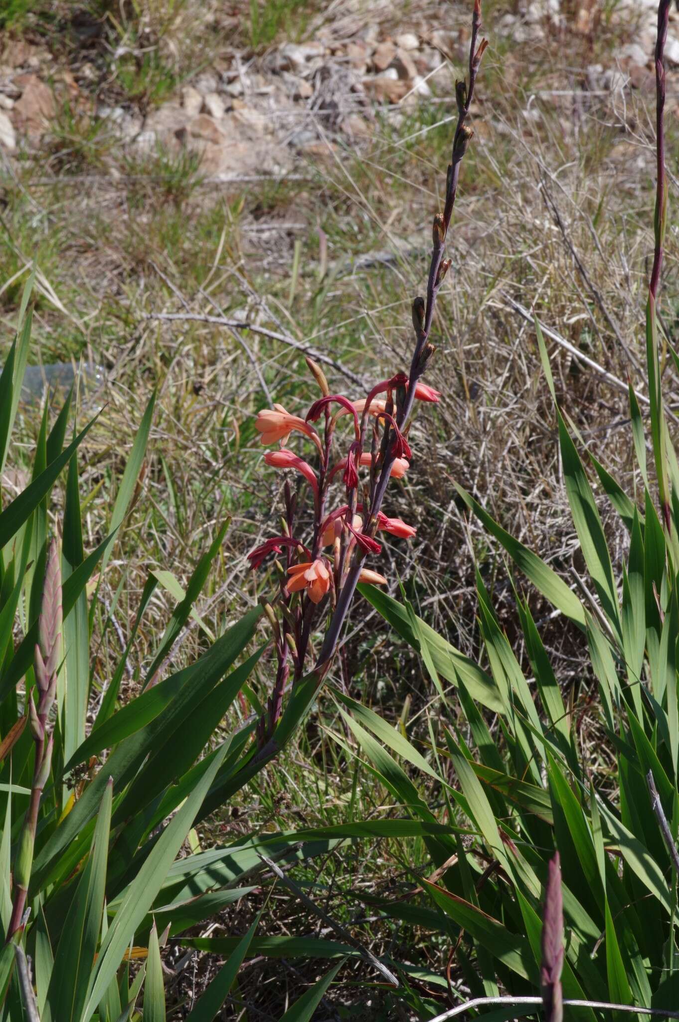 Image of Watsonia pillansii L. Bolus