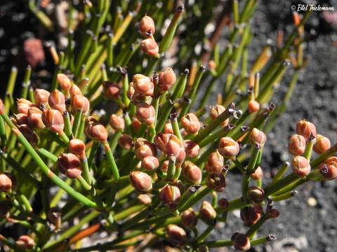 Image of Ephedra chilensis C. Presl