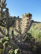 Image de Cylindropuntia whipplei (Engelm. & J. M. Bigelow) F. M. Knuth