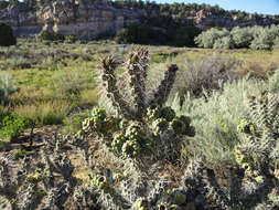 Image of Whipple cholla