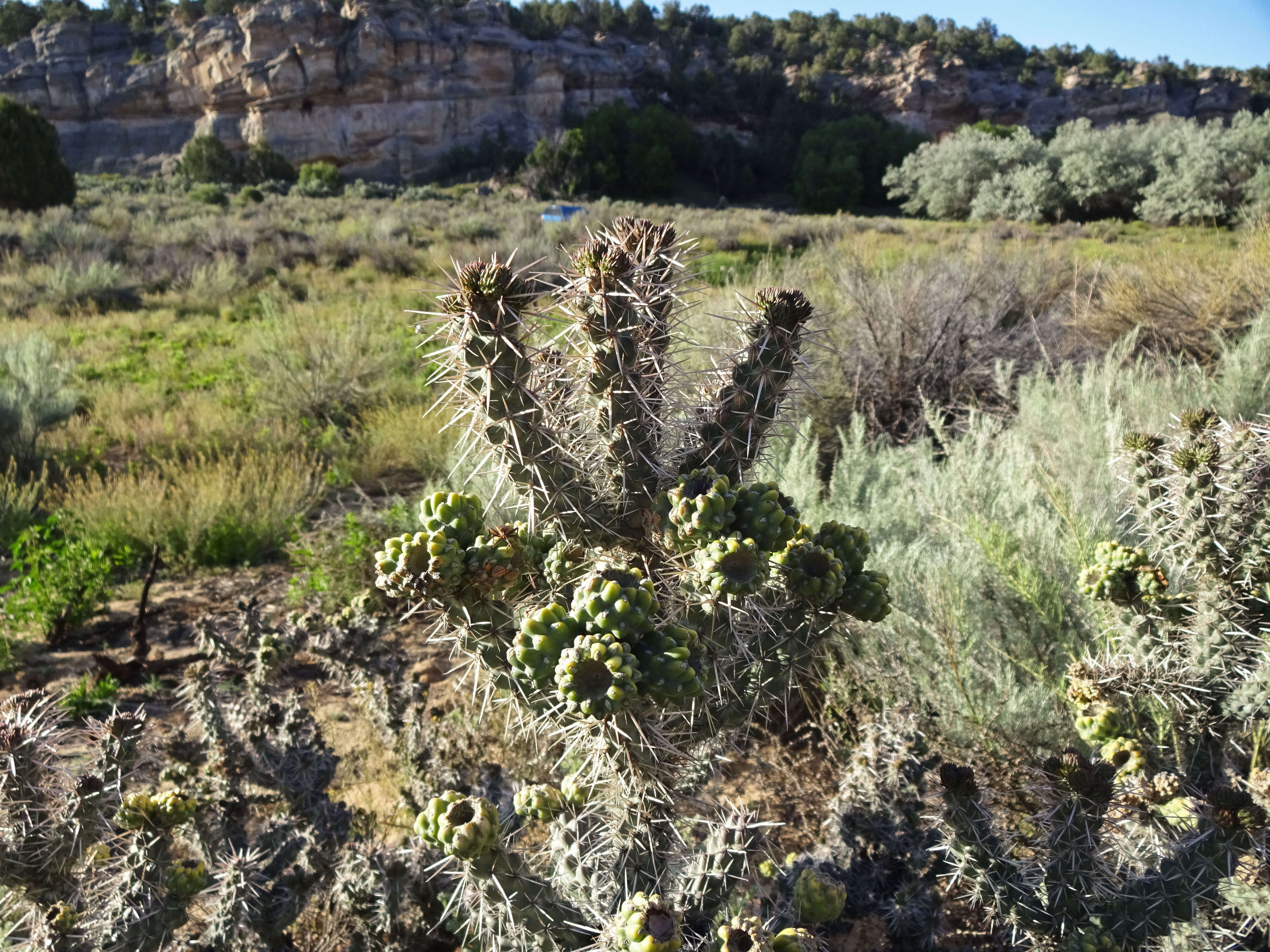 Image of Whipple cholla