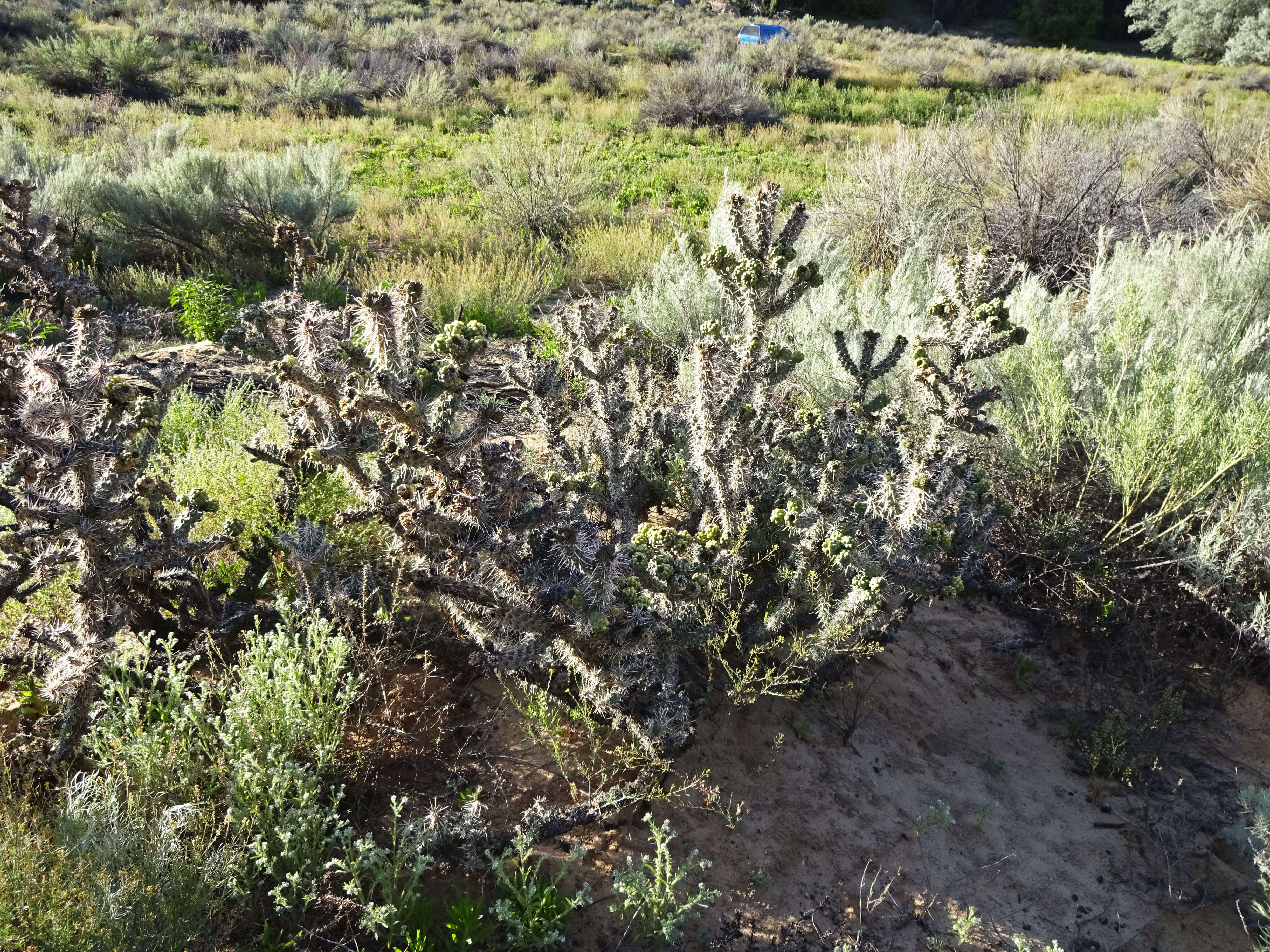 Image of Whipple cholla