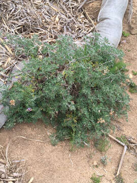 صورة Lupinus arboreus var. eximius (Burtt Davy) C. P. Sm.