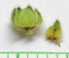 صورة Cryptantha pterocarya (Torr.) Greene