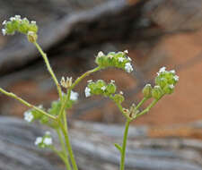 Image of wingnut cryptantha