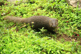 Image of Brown Mongoose