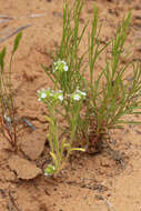 Image of wingnut cryptantha