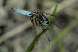 Image de Palpopleura jucunda Rambur 1842