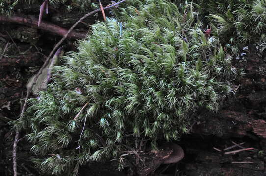 Image of Howell's dicranum moss