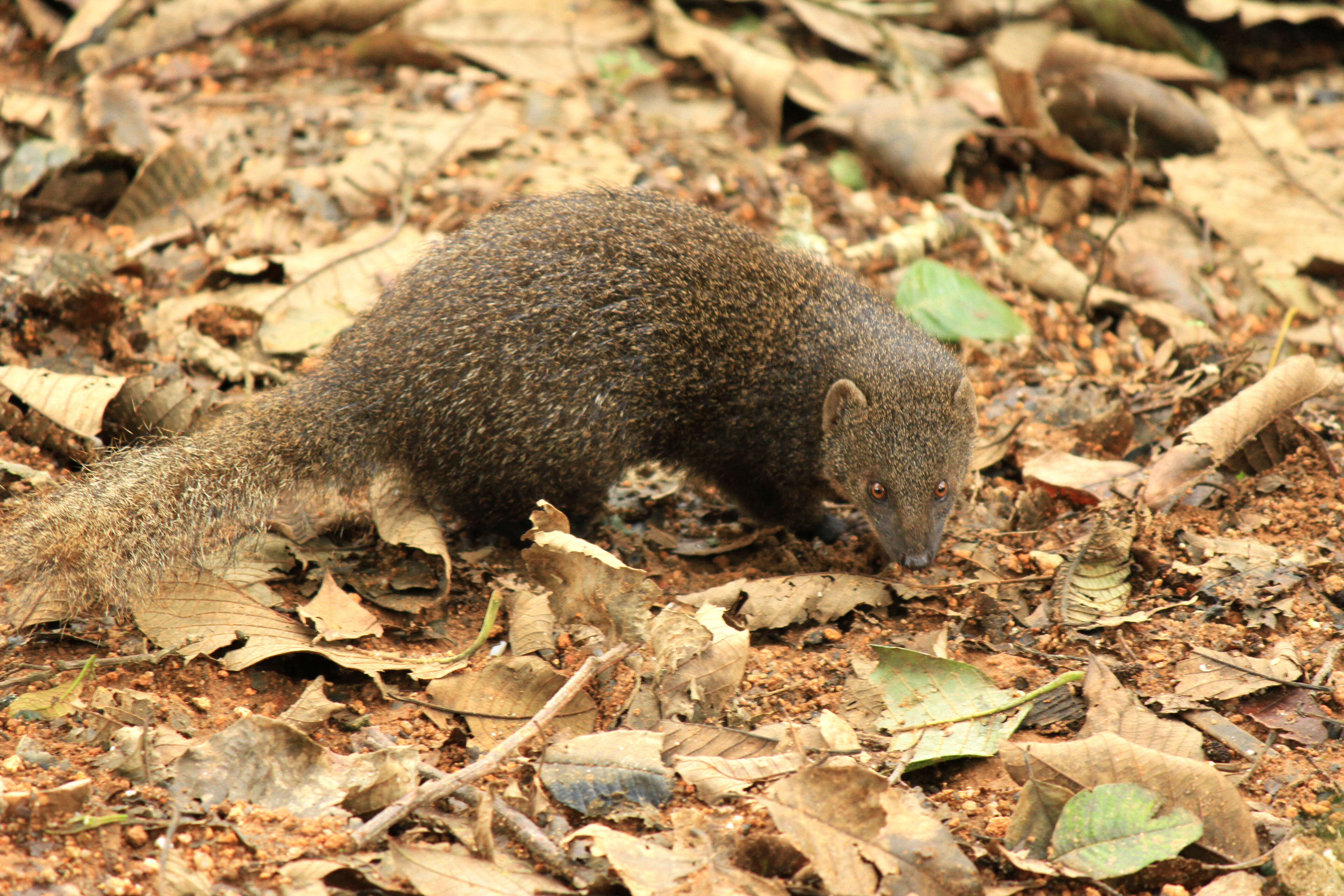 Image of Brown Mongoose