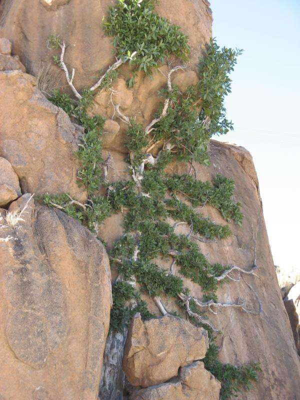 Слика од Ficus ilicina (Sond.) Miq.