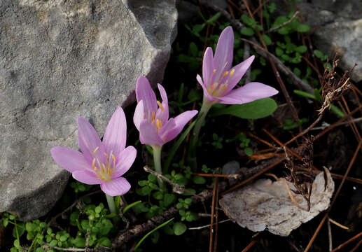 Image of Colchicum stevenii Kunth