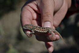 Image of Sceloporus aeneus Wiegmann 1828