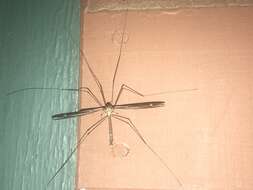 Image of Tipula (Yamatotipula) caloptera Loew 1863