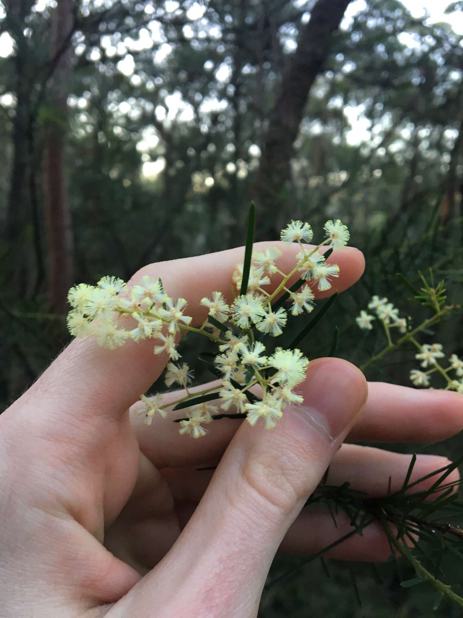 Imagem de Acacia linifolia (Vent.) Willd.