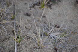 Image of weak arctic sedge