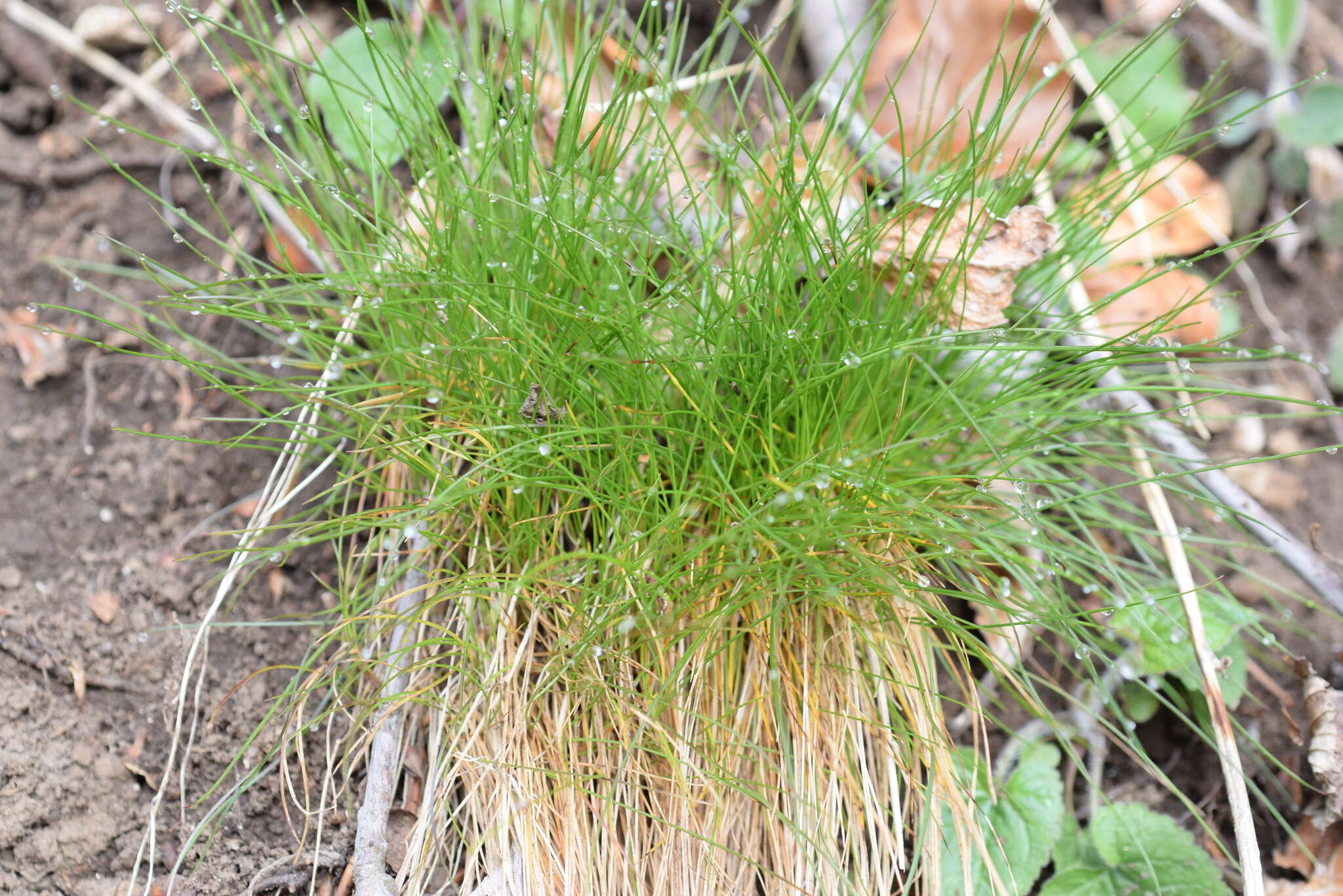 Image of variousleaf fescue