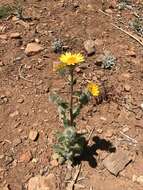 Plancia ëd Hulsea californica A. Gray