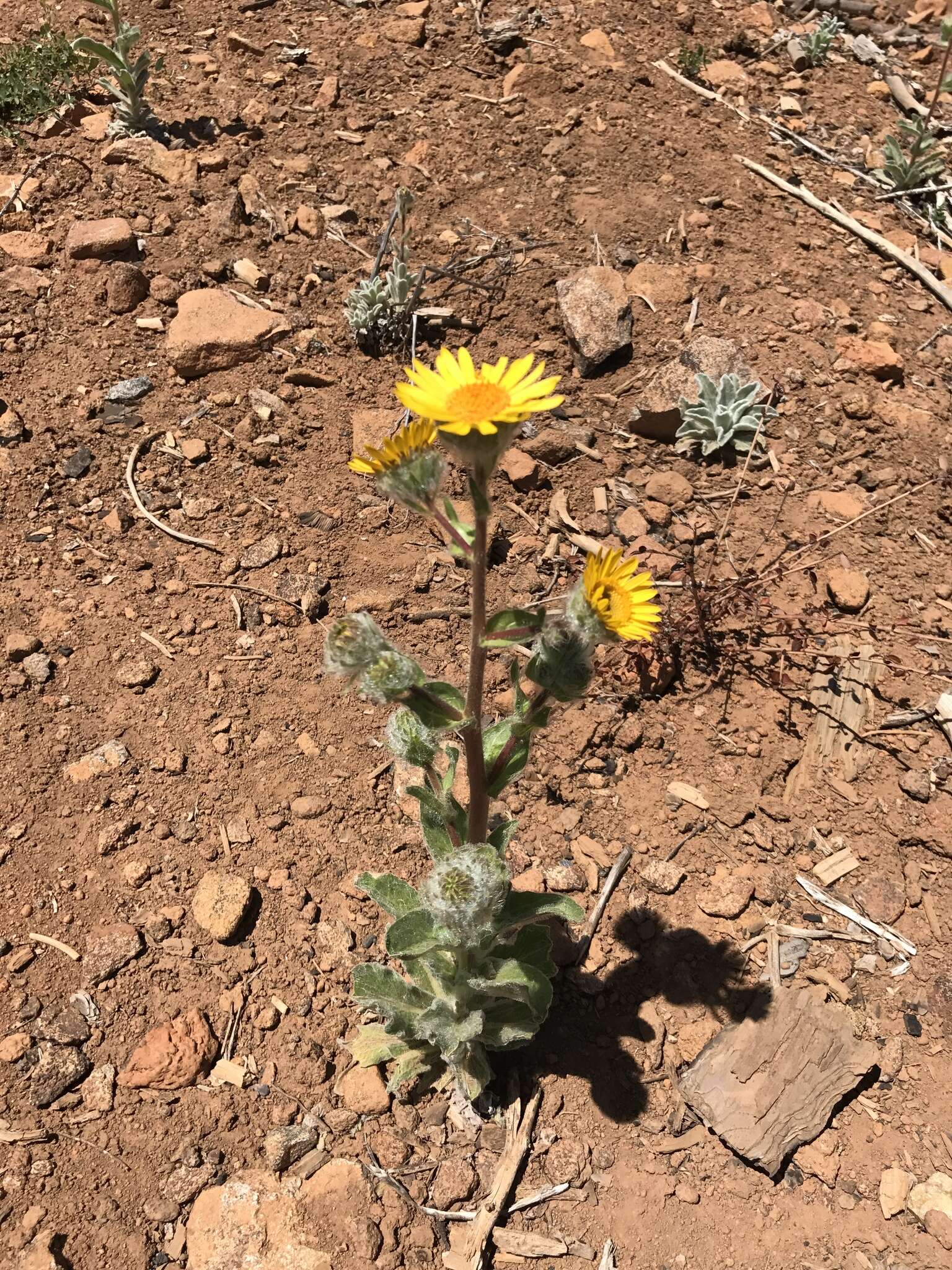 Plancia ëd Hulsea californica A. Gray