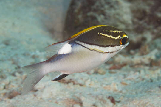 Image of two-lined monocle bream