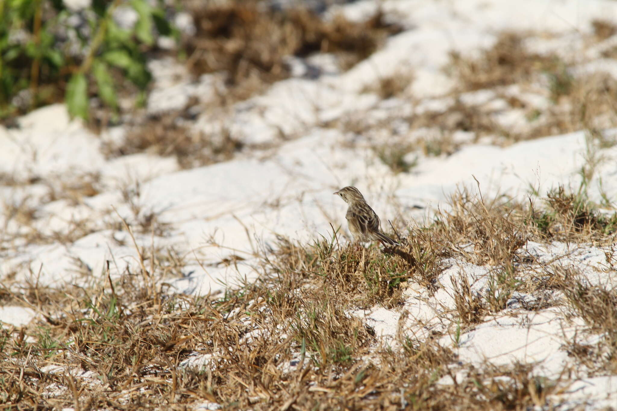 Image of Madagascan Cisticola