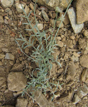 Image of Yellowstone milkvetch