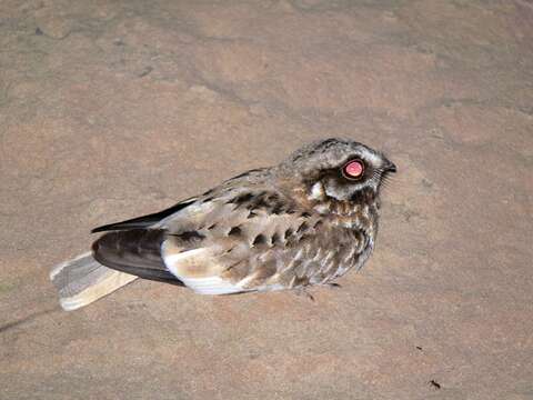 Image of White-winged nightjar