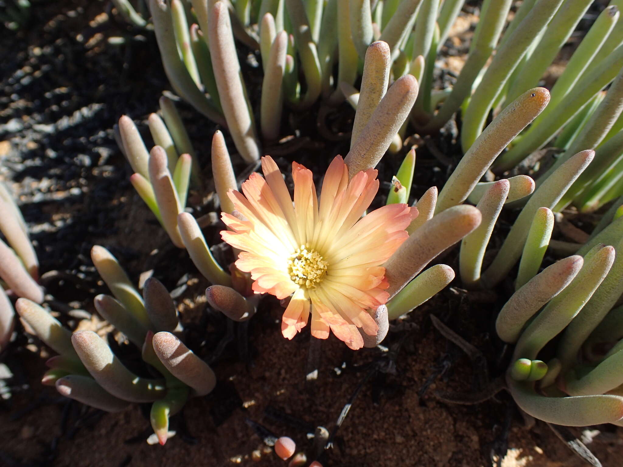 Plancia ëd Cheiridopsis denticulata (Haw.) N. E. Br.