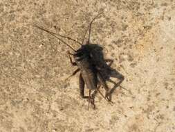 Image of Cricket