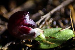 Plancia ëd Corybas recurvus D. L. Jones