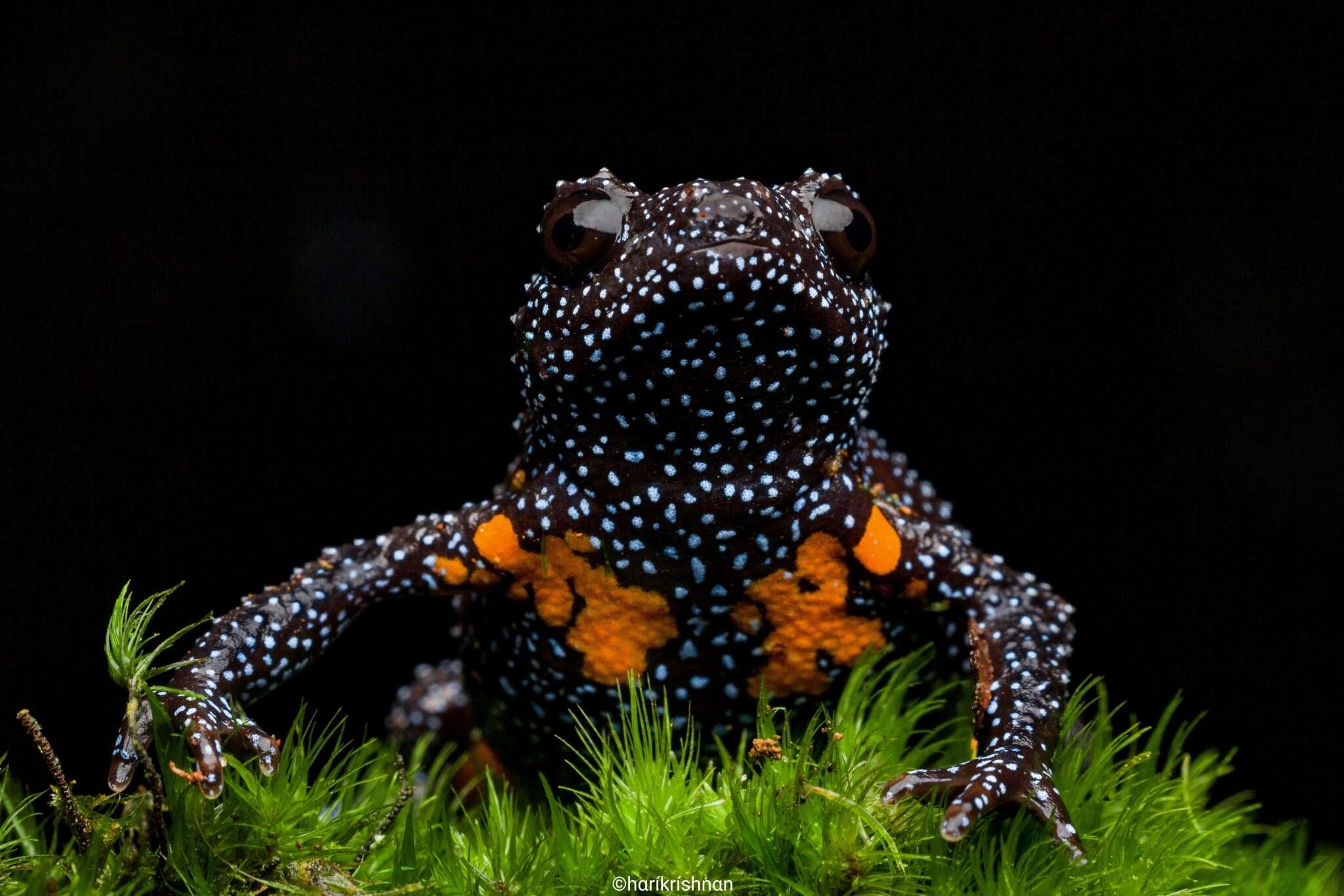 Image of Malabar black narrow-mouthed frog