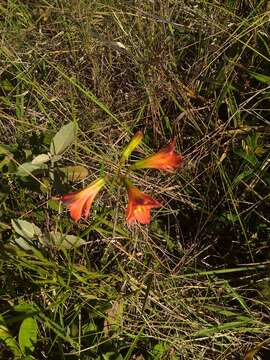 Image of Alstroemeria gardneri Baker