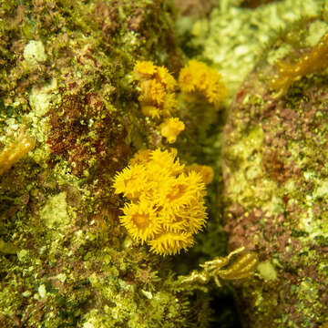 Image of Orange Cup Coral