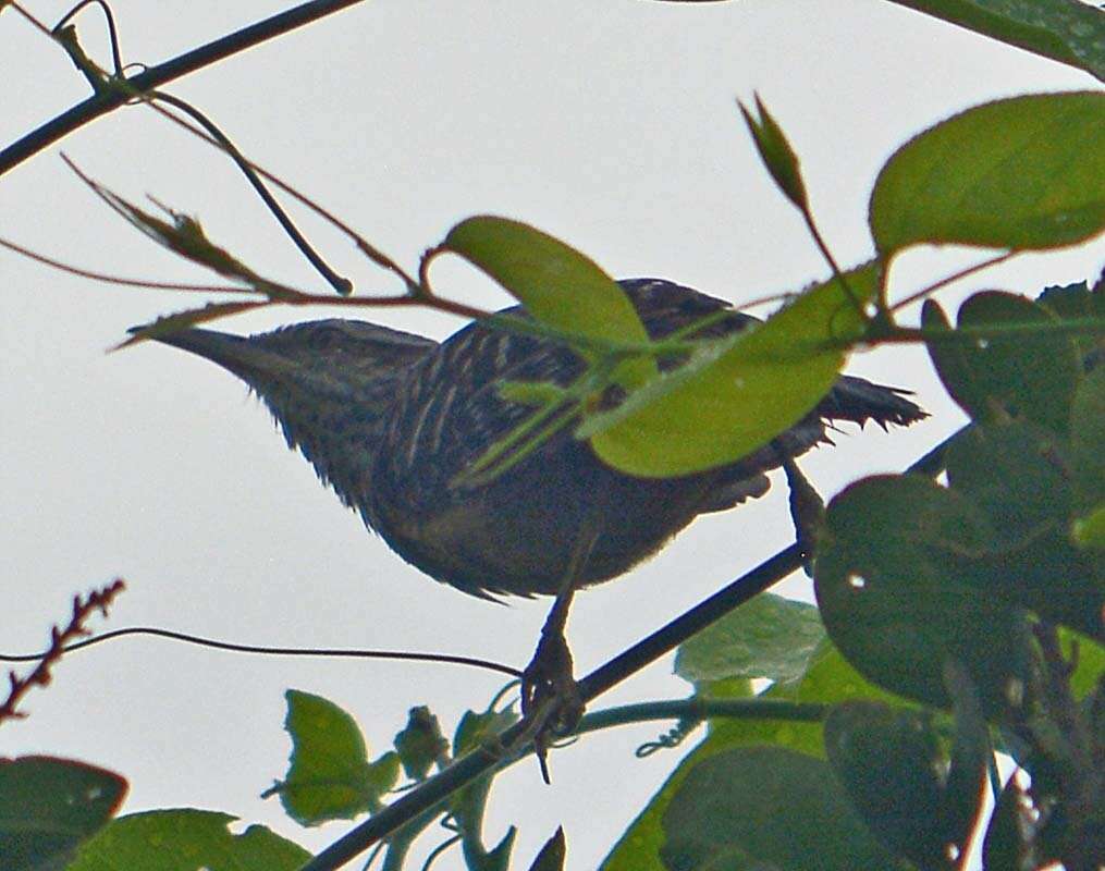 Image of Band-backed Wren