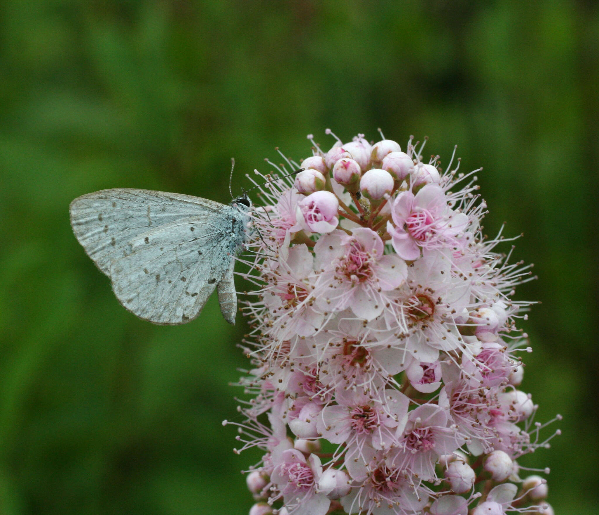 Image of Celastrina argiolus ladonides (De L'Orza 1869)